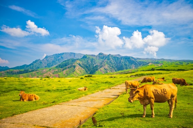 Pastures and Mount Aso