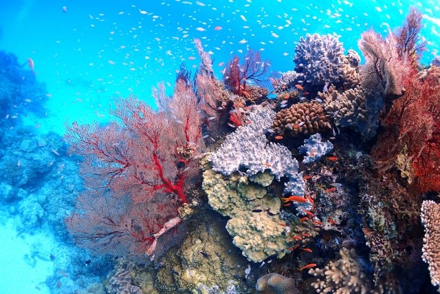 Ishigaki island coral reef