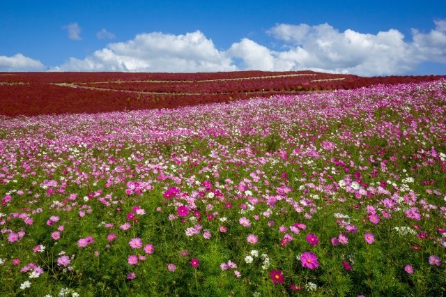 國營日立海濱公園的波斯菊