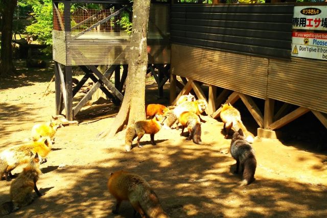 Group of foxes