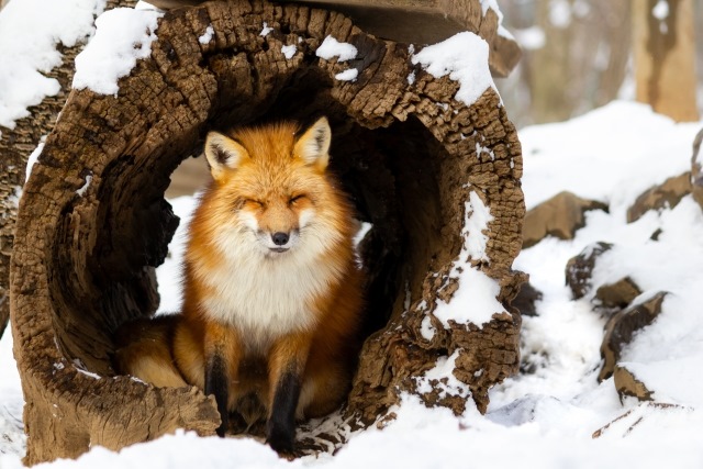 雪の中のキツネ