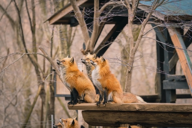 Fox family