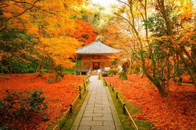 Autumn Leaves at Entsuin Temple