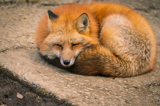 Precautions at Zao Fox Village