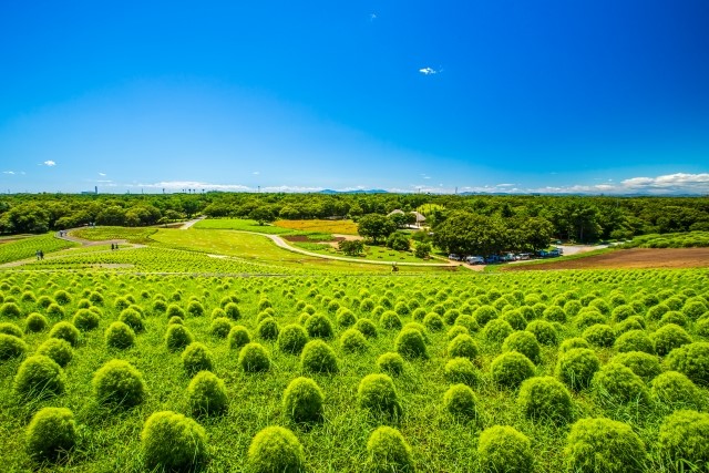 Kochia at Hitachi Seaside Park