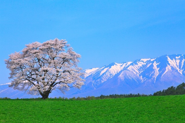 Koiwai Farm and cherry blossoms in spring