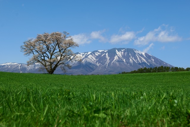 Koiwai Farm and cherry blossoms in spring