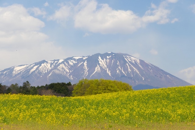 Koiwai Farm with rapeseed flowers