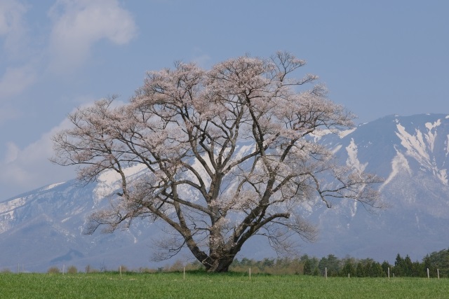 Single cherry tree and Mt. Iwate