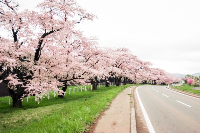 The road leading to Koiwai Farm