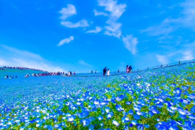 国営ひたち海浜公園のネモフィラ