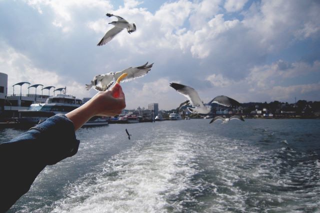 Seagulls of Matsushima Bay