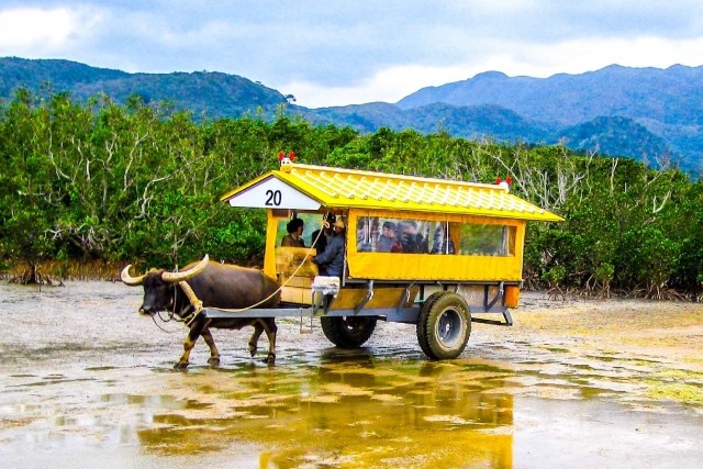 Taketomi Island Ox Cart