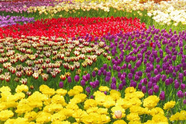 Tulips at Hitachi Seaside Park