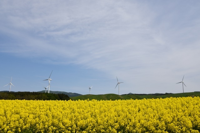 Rape blossoms in Yokohama