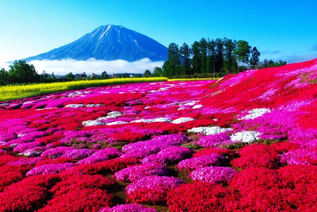 三島さんの芝桜