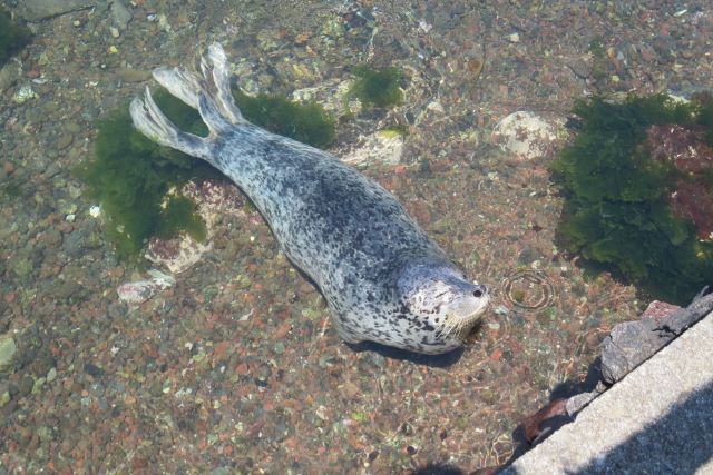 礼文島のアザラシ