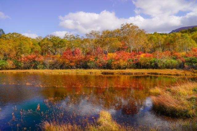 Autumn Leaves at Shinzen Swamp