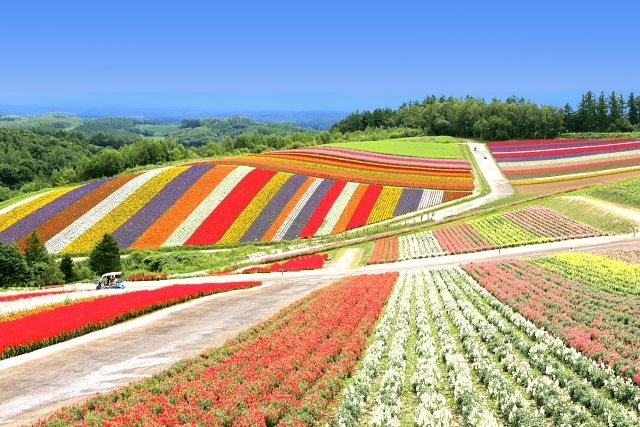 美瑛のお花畑