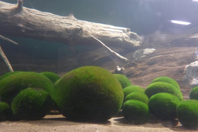 Marimo
