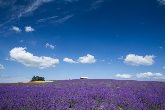 Lavender Fields