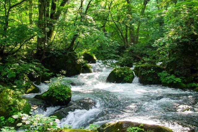 Fresh greenery of Oirase Stream