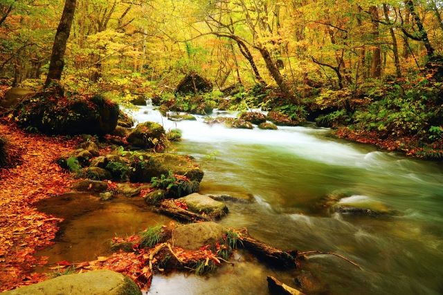 Autumn foliage of Oirase Stream