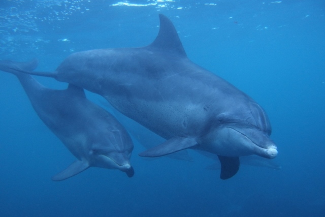 Dolphins of Toshima