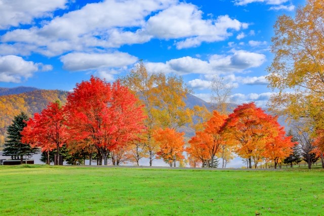 Autumn Leaves at Kanayama Lake