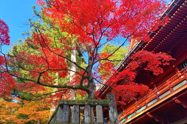 東照宮と紅葉