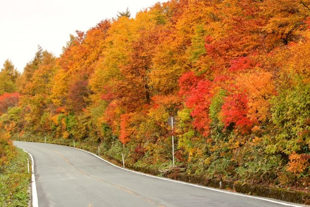 Autumn leaves in Zao