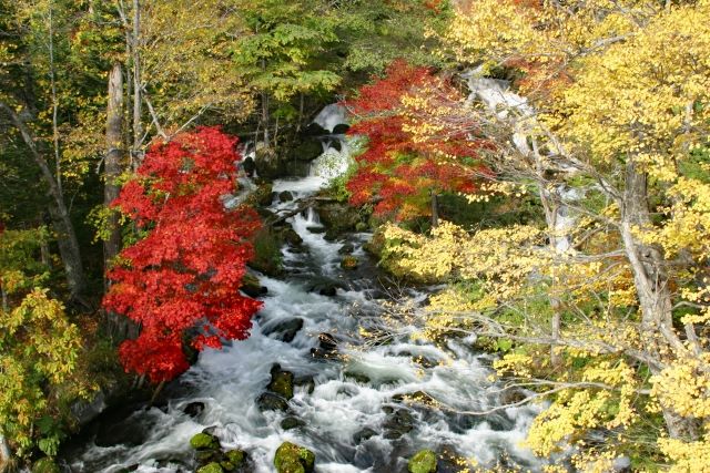 Autumn leaves of Lake Akan