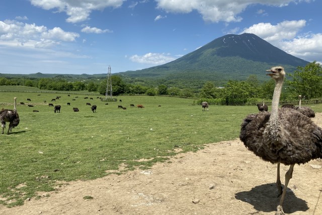 鴕鳥牧場