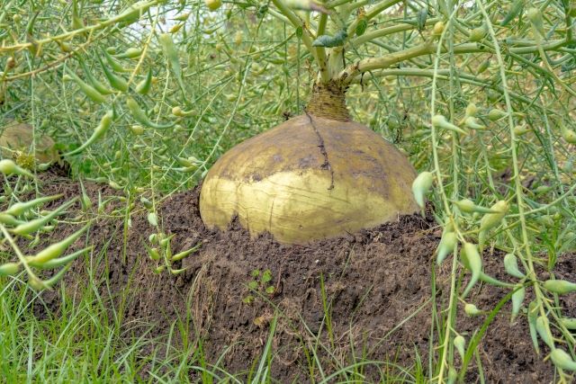 Sakurajima radish
