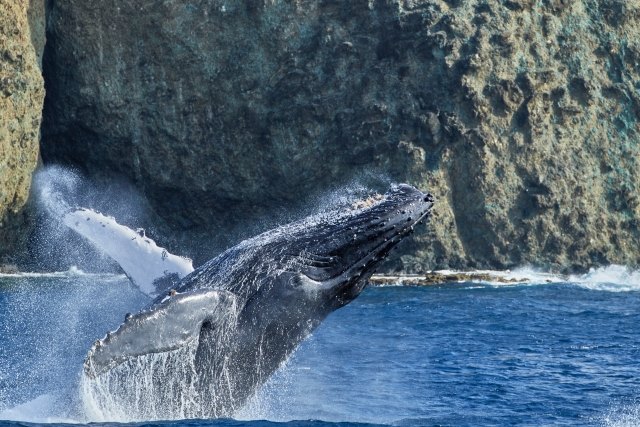 Whales of the Ogasawara Islands