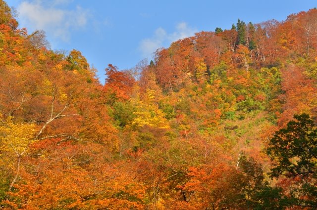 紅葉