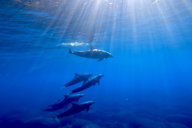 Dolphins of Mikurajima