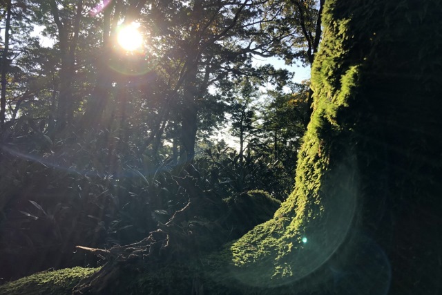 Sunlight Filtering Through Trees in Oosugi Valley