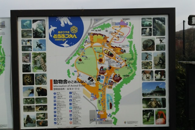 Guide to Asahiyama Zoo