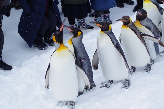 Penguins at Asahiyama Zoo