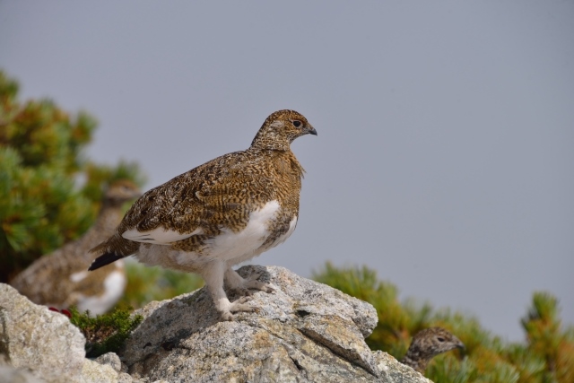 Ptarmigan