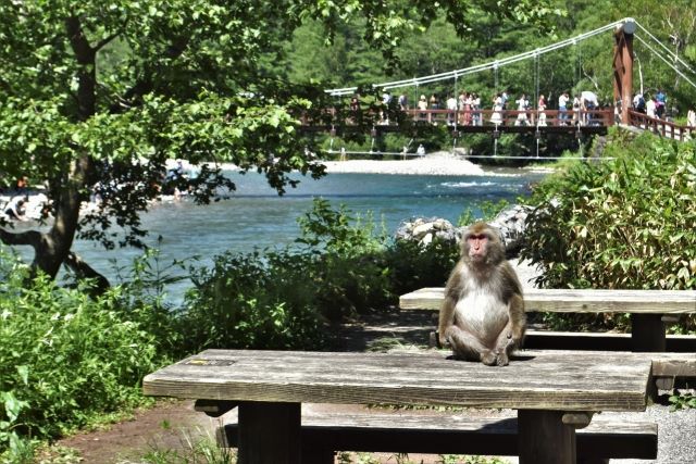 Kamikochi Monkeys