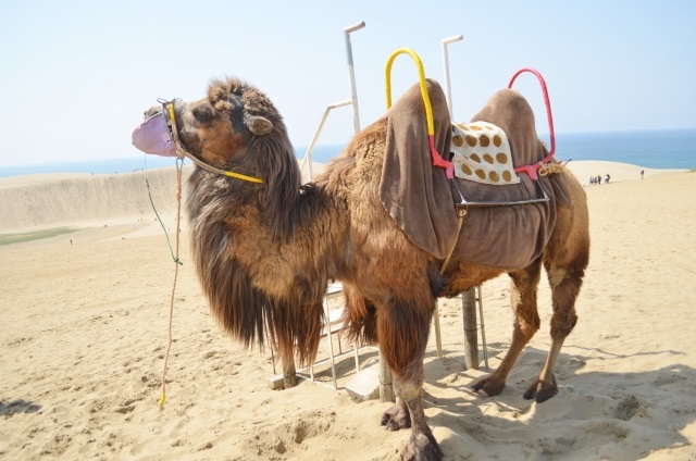 Camels of Tottori Sand Dunes