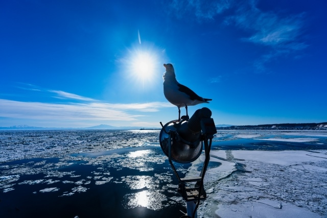 Drift ice and seagulls