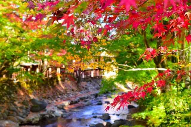 Shuzenji Autumn Leaves