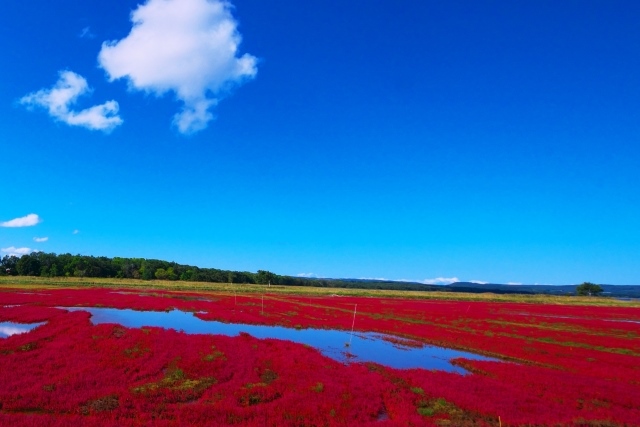 能取湖のサンゴ草