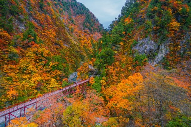 紅葉の中を走るトロッコ電車