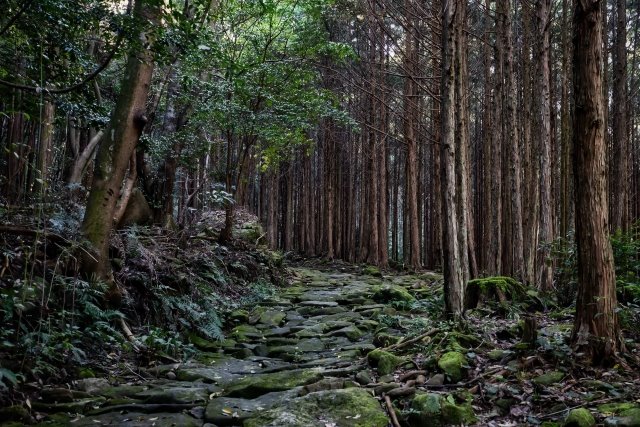 구마노 고도(熊野古道)