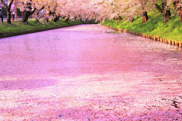 桜の花筏