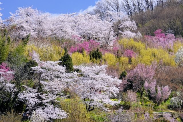 花见山